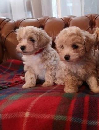 الجراء-Maltipoo-رائعتين-للبيع