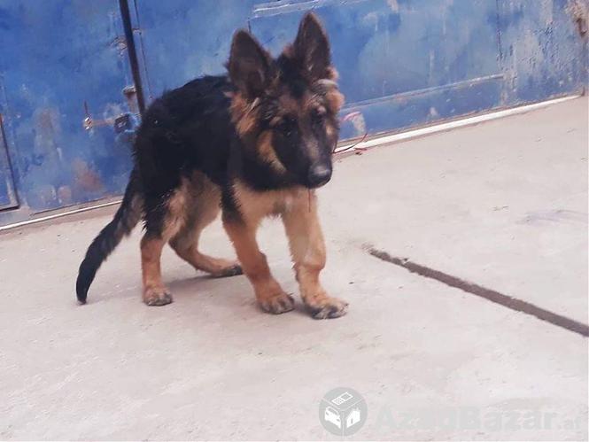 DOG