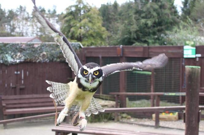 Male and female Spectacled Owls