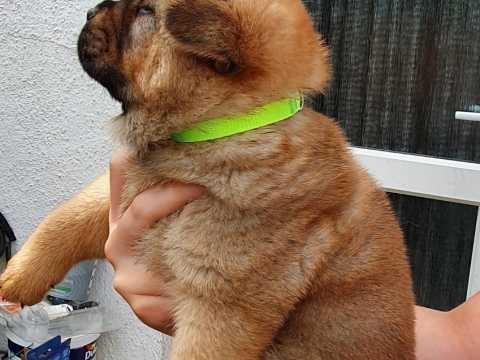Ljubazni-štenci-Chow-Chow-za-ponovno-useljenje