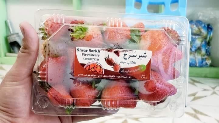شېر-سرخ-مځکني-توت--