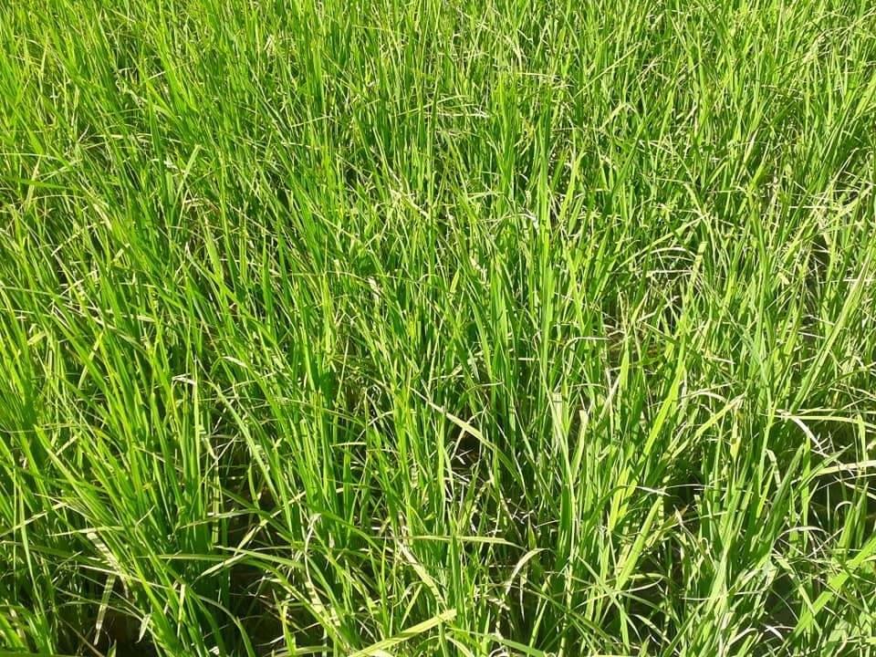 فروش-زمین-زراعتی