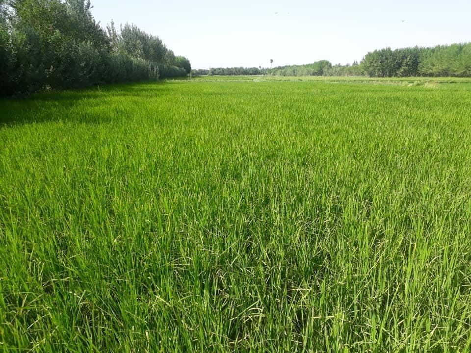 فروش-زمین-زراعتی