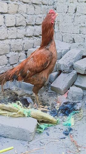 کولنګی