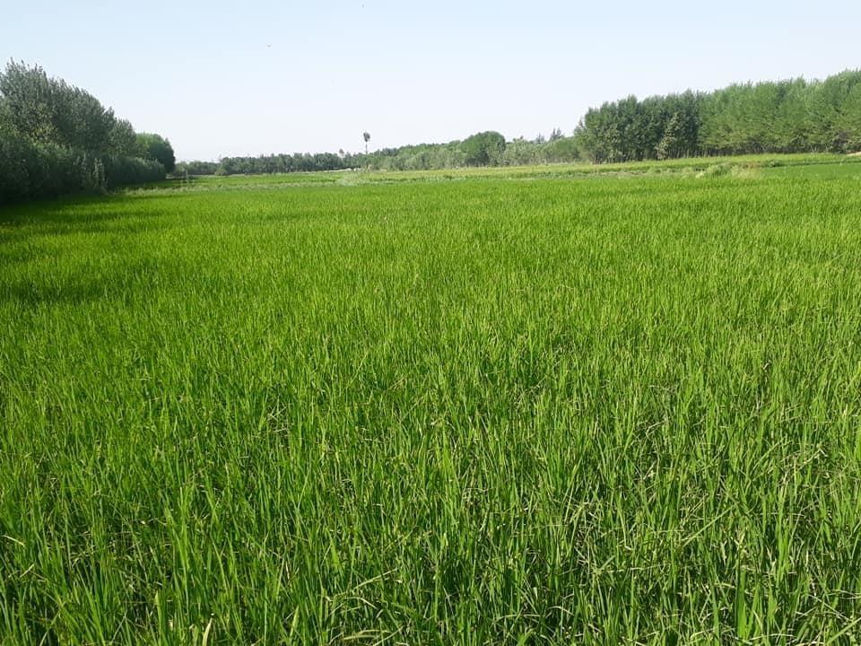 فروش-زمین-زراعتی
