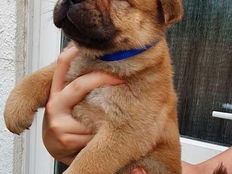 Ljubazni-štenci-Chow-Chow-za-ponovno-useljenje