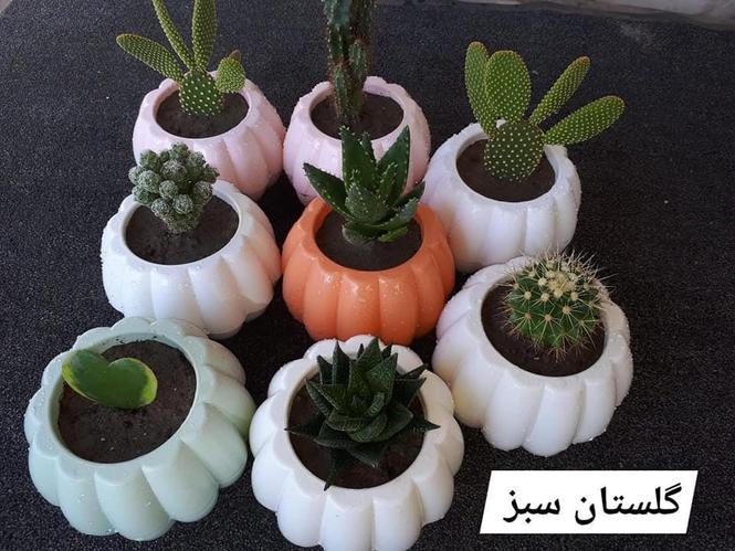 گلهای آپارتمانی