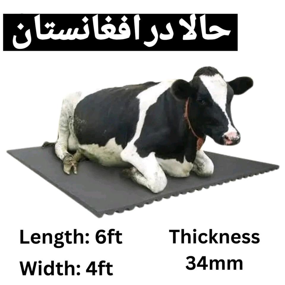 مت-گاو--زیر-انداز-گاو-