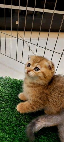 توله گربه و بچه گربه اسکاتیش