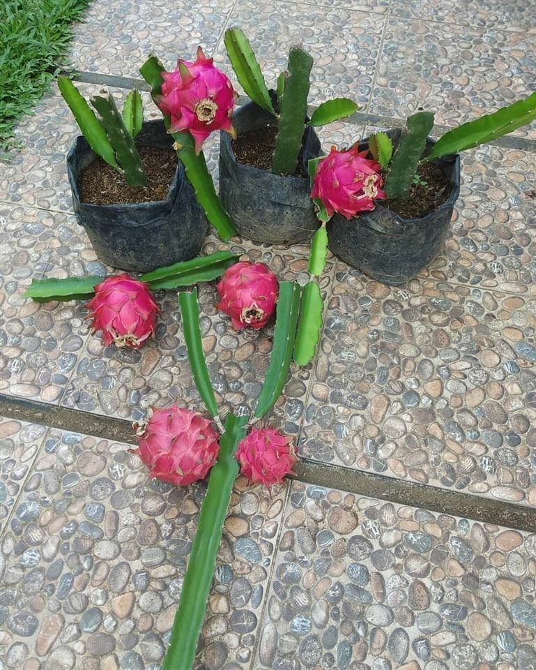 عرضه-انوان-گل-و-گیاه-زینتی
