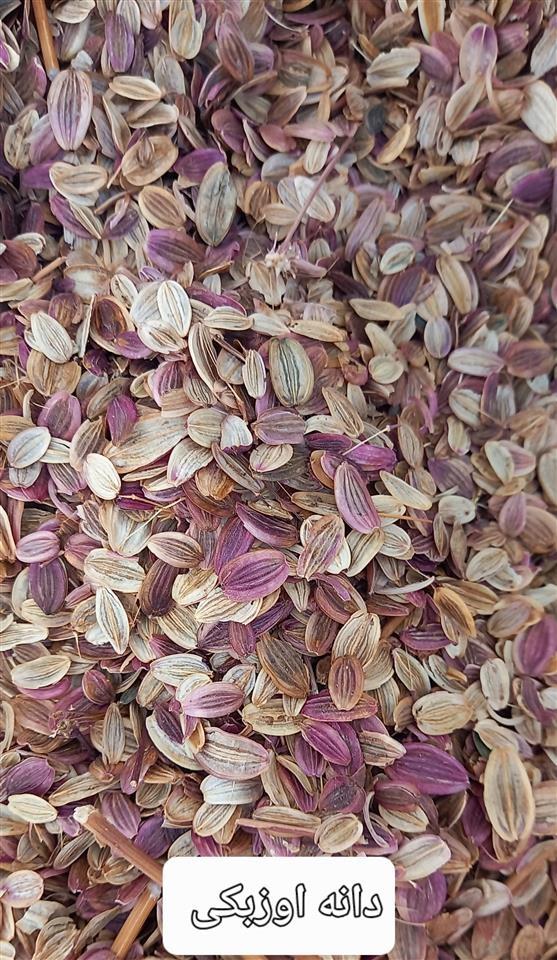 دانه-هینگ-اوزبکی