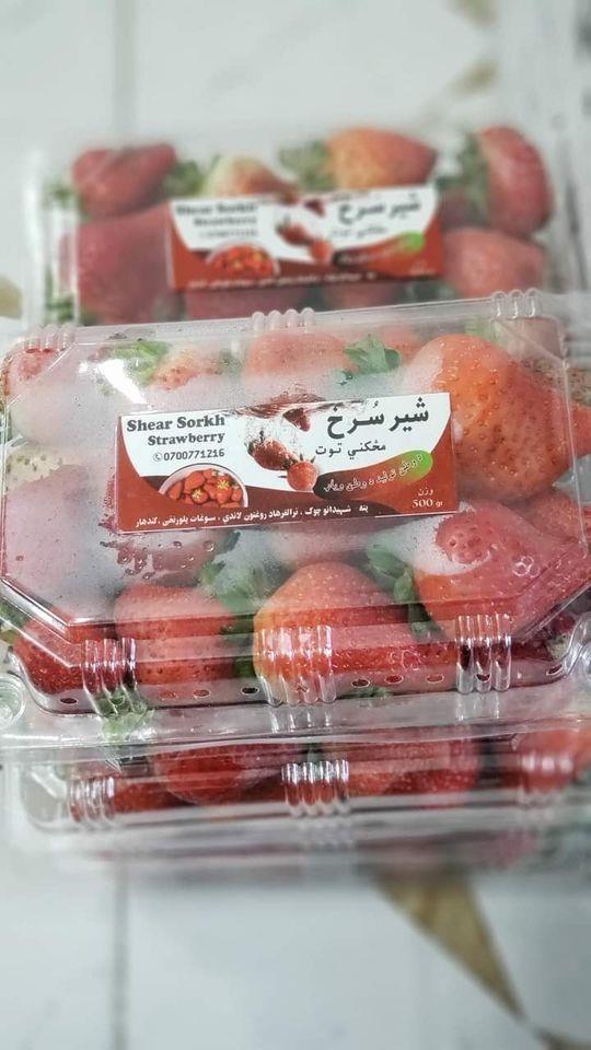 مځکني-توت