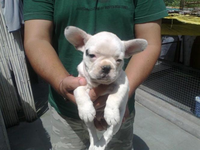 French Bulldog Puppies.