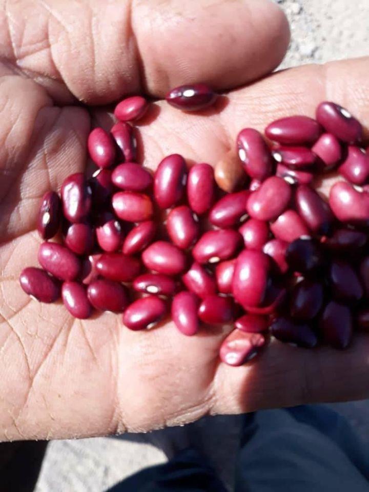 لوبیا-اعلی-وطنی