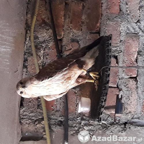 falcon for sale