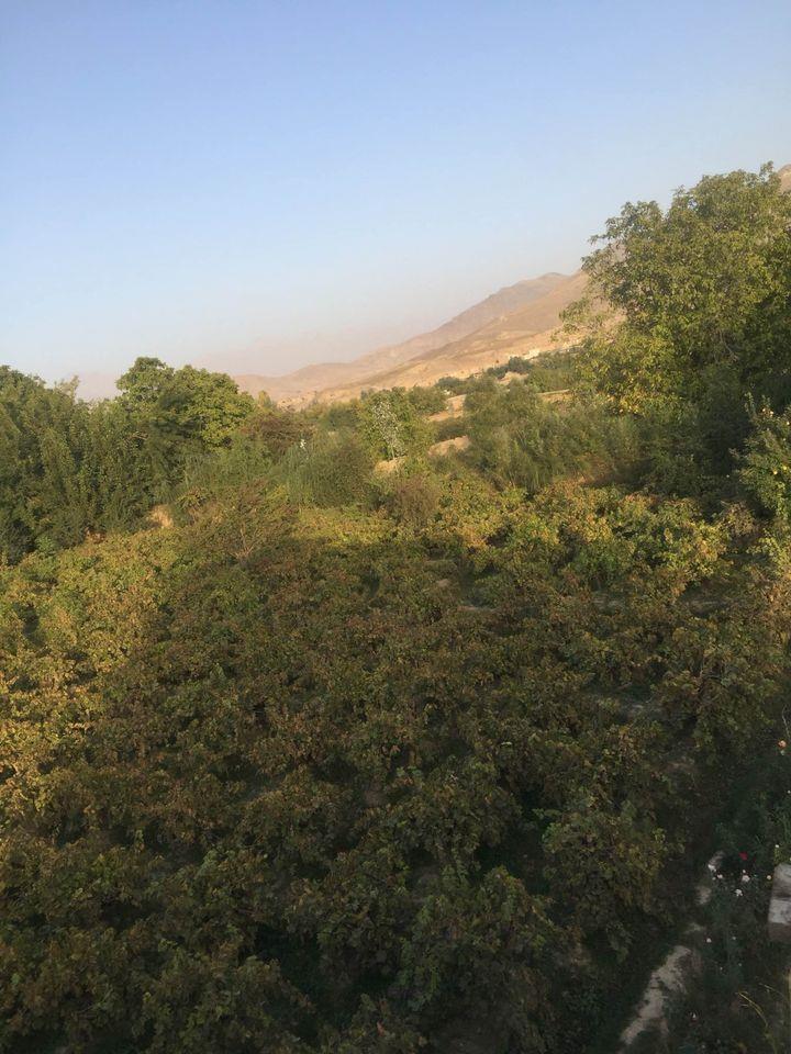 زمين-و-باغ-فروشي