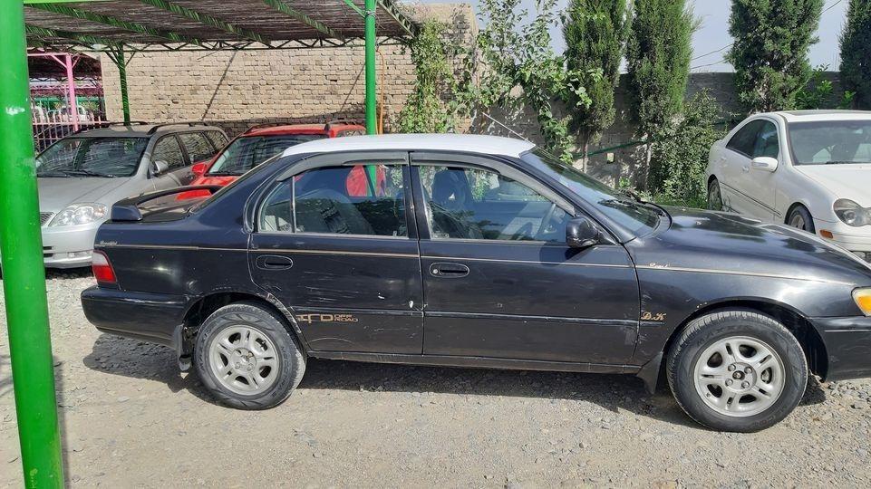 جنس-کرولا-کانډایی